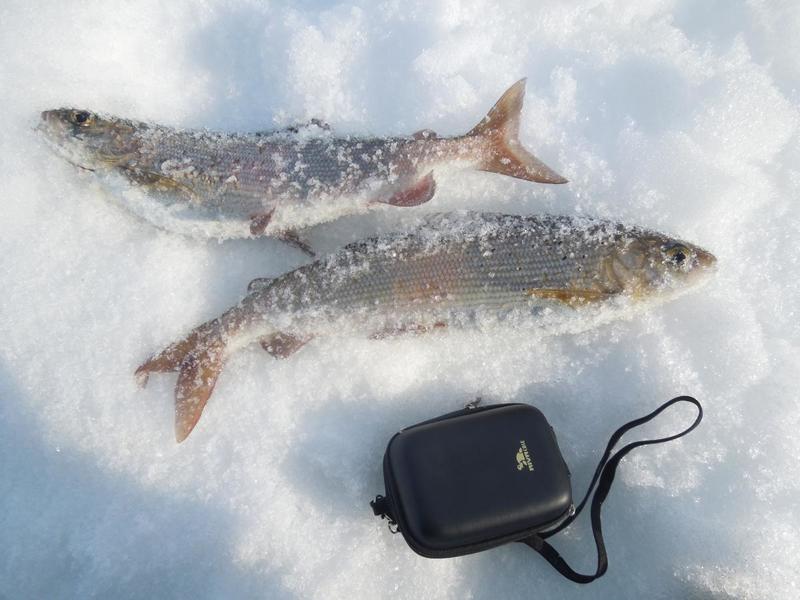 post-52369-0-03225600-1430741343_thumb.j