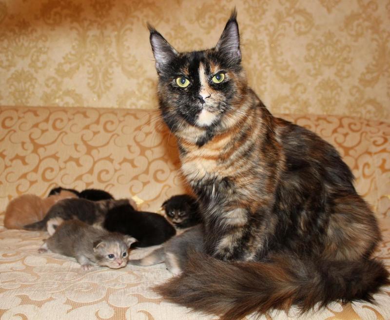 post-54398-0-84315500-1432538025_thumb.j