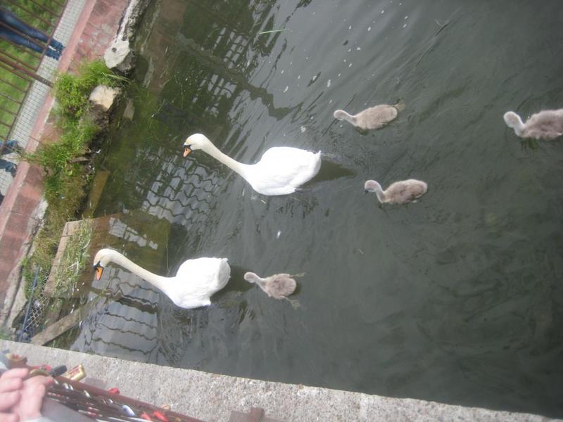 post-1710-0-02458200-1403803070_thumb.jp