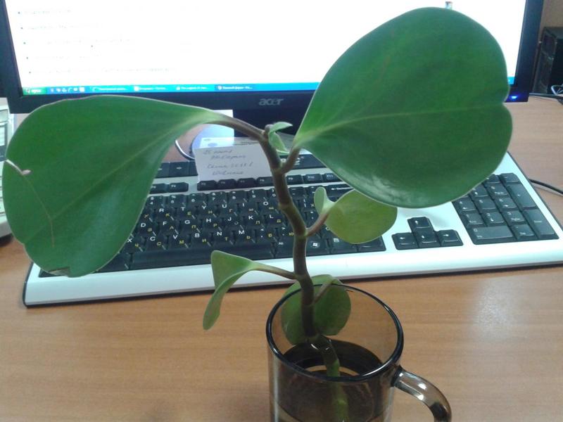 post-18420-0-07788800-1403829222_thumb.j