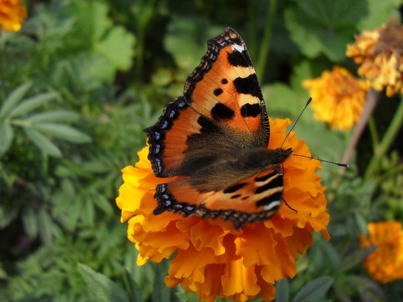 post-31597-0-14461100-1403888237_thumb.j