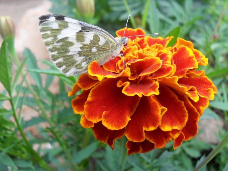 post-31597-0-49616400-1403887950_thumb.j