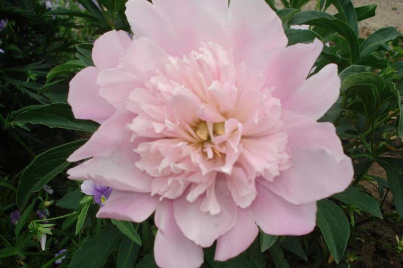 post-36293-0-00439700-1403935445_thumb.j