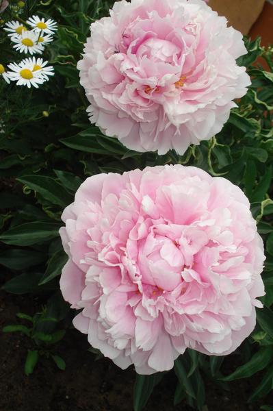 post-36293-0-05457900-1403935611_thumb.j