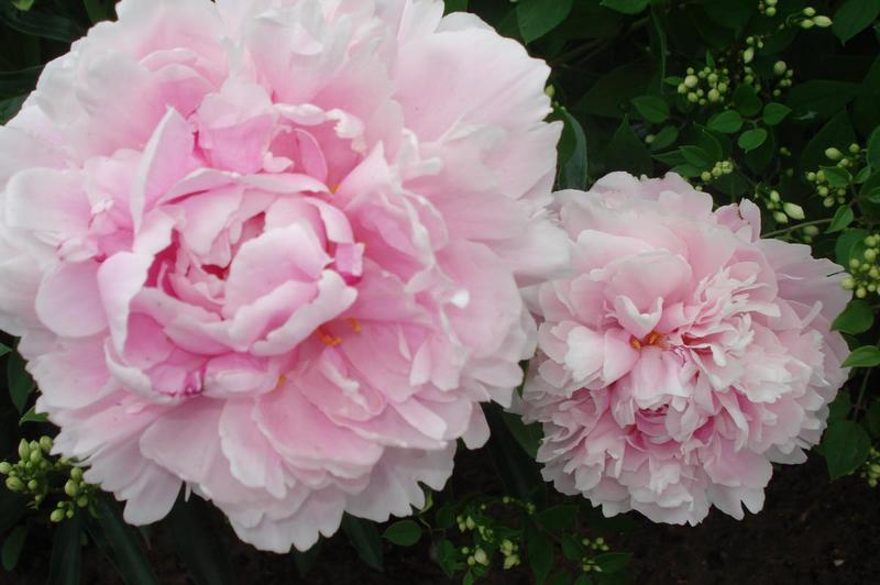 post-36293-0-29777700-1403935427_thumb.j