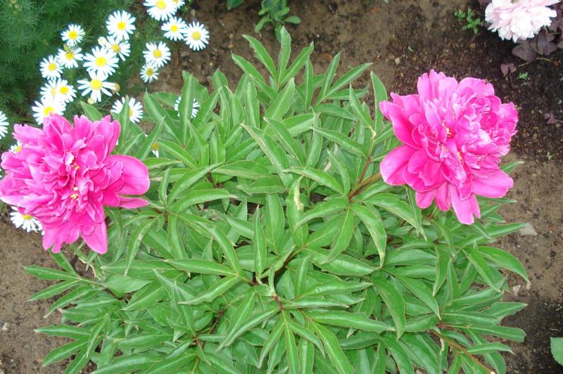 post-36293-0-38936200-1403935376_thumb.j