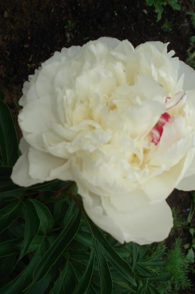 post-36293-0-39261200-1403935626_thumb.j