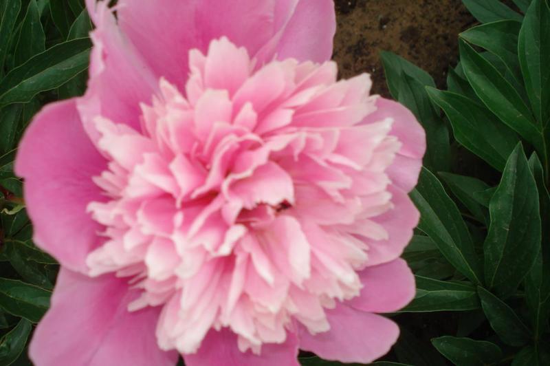 post-36293-0-46496200-1403935412_thumb.j