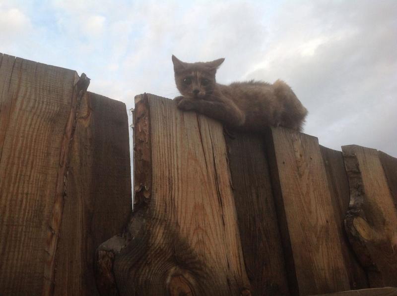 post-73692-0-67674600-1402663396_thumb.j