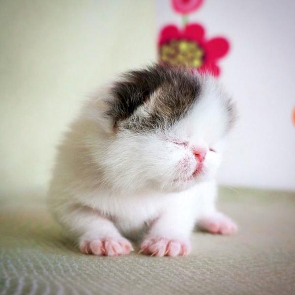 post-3025-0-11004700-1434728098_thumb.jp