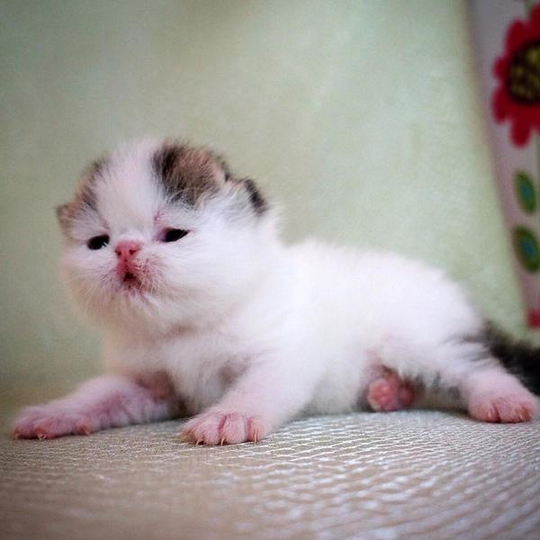 post-3025-0-85902800-1434728026_thumb.jp