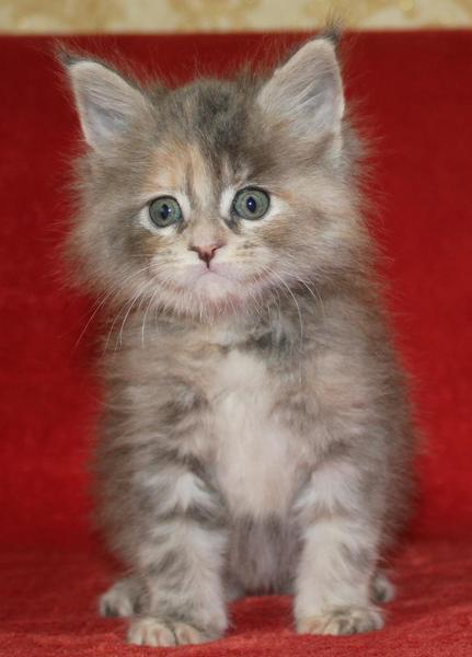 post-54398-0-08785800-1435556942_thumb.j