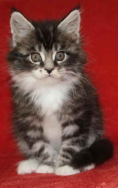 post-54398-0-19846500-1435557134_thumb.j