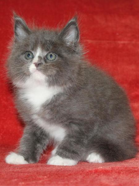 post-54398-0-26165500-1435557099_thumb.j