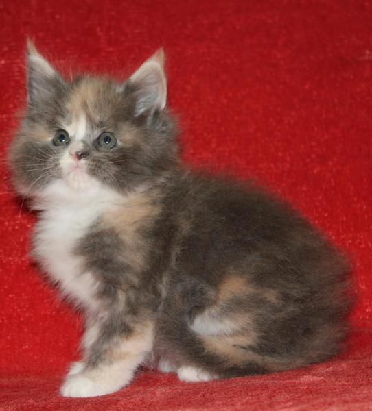 post-54398-0-34283200-1435557007_thumb.j