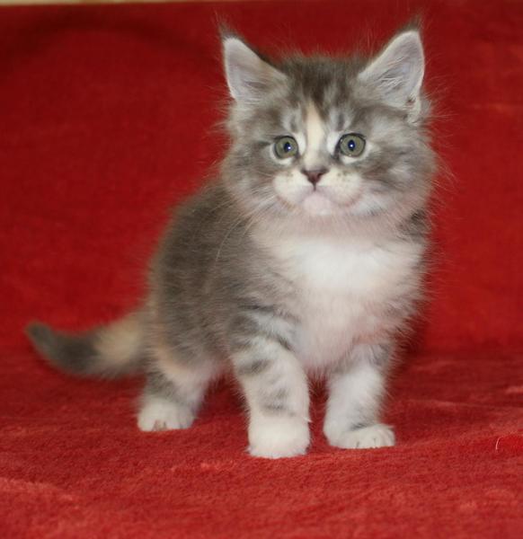 post-54398-0-52934000-1435556856_thumb.j