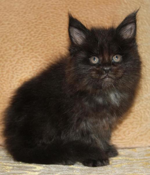 post-54398-0-53537600-1435557073_thumb.j