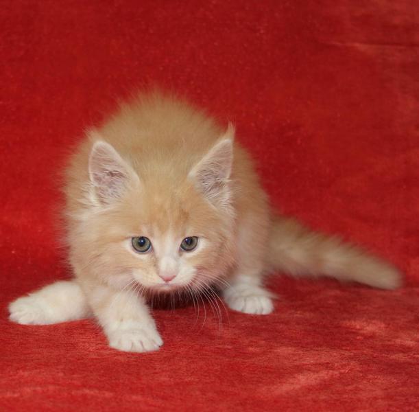 post-54398-0-81346900-1435556885_thumb.j