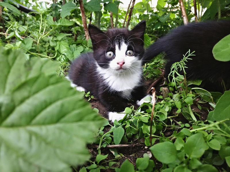 post-86623-0-55980100-1434713251_thumb.j