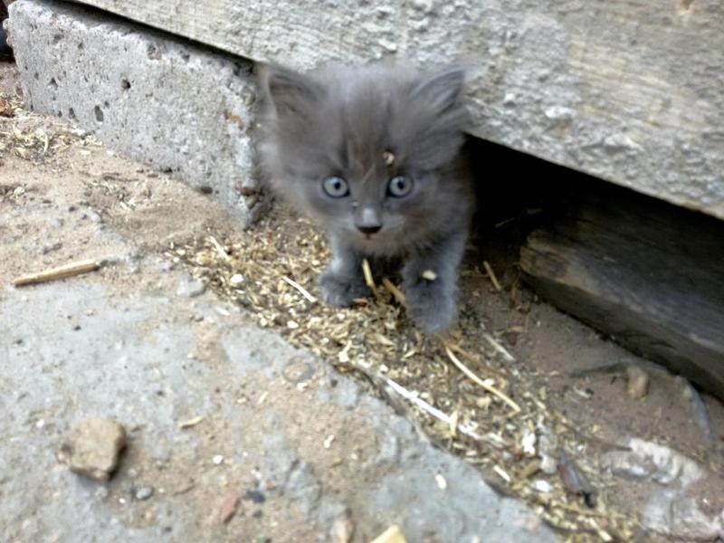 post-86623-0-57341800-1434713314_thumb.j