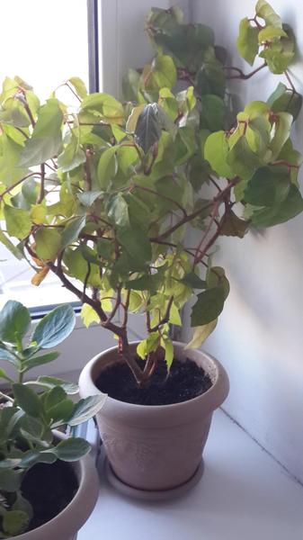 post-4481-0-77526600-1404887911_thumb.jp