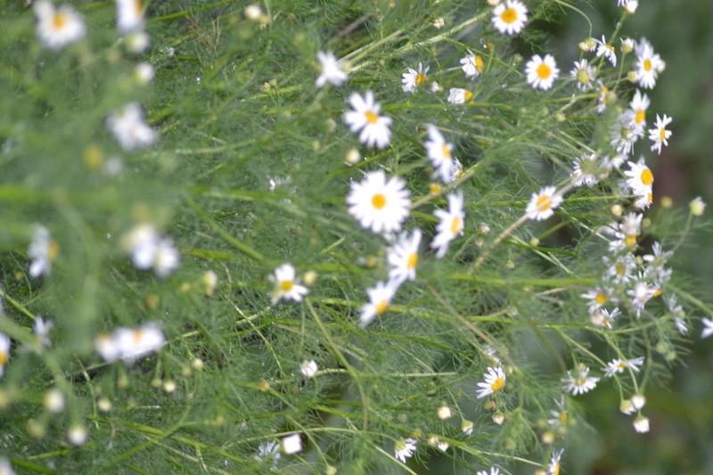 post-48003-0-21048700-1405145481_thumb.j