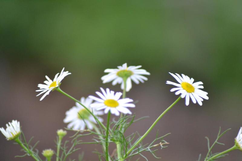 post-48003-0-32476100-1405145541_thumb.j