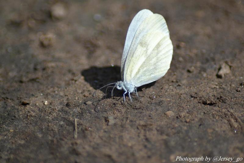 post-48003-0-94934800-1405054620_thumb.j