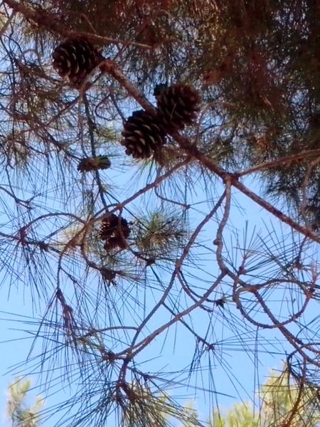 post-63221-0-07202500-1406458758_thumb.j