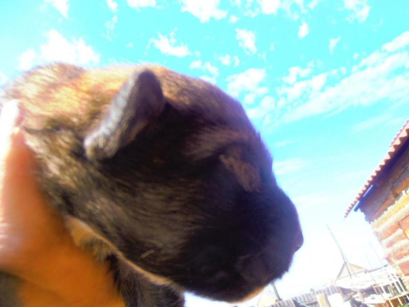 post-65722-0-94461600-1406620267_thumb.j