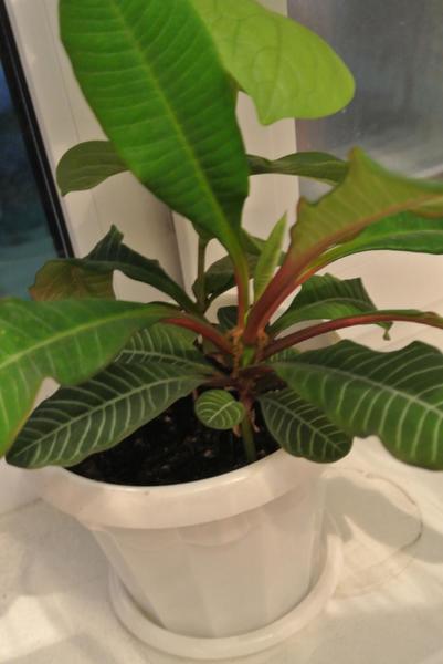 post-74737-0-05857200-1406553988_thumb.j