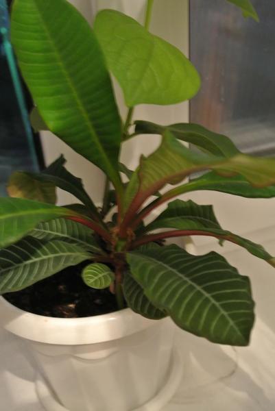 post-74737-0-59105100-1406554012_thumb.j