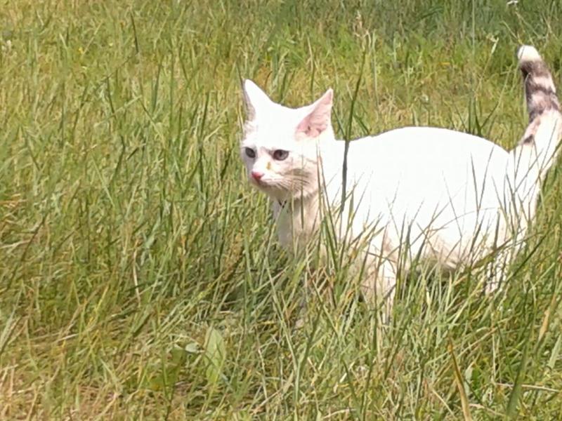 post-1463-0-44204800-1438256784_thumb.jp