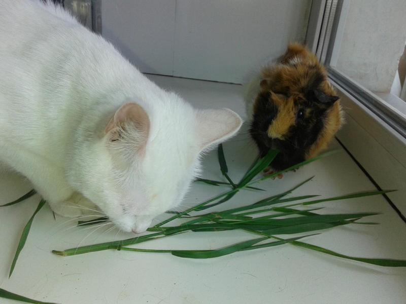 post-1463-0-69888600-1438257017_thumb.jp