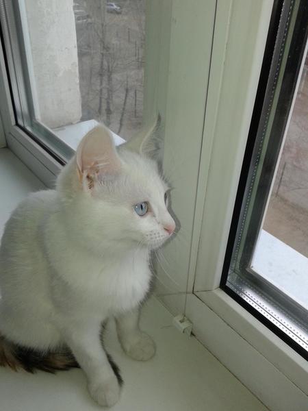 post-1463-0-85447500-1438256709_thumb.jp