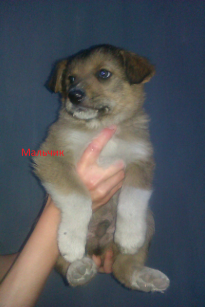 post-22923-0-55950300-1437792951_thumb.p