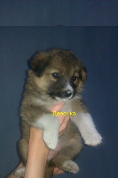 post-22923-0-66222100-1437792893_thumb.p