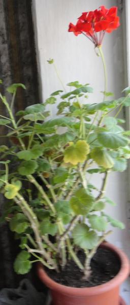 post-23251-0-95519700-1435975211_thumb.j