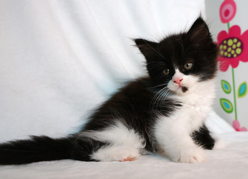 post-3025-0-14183300-1437558761_thumb.jp