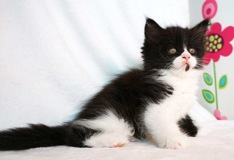 post-3025-0-24500100-1437558751_thumb.jp