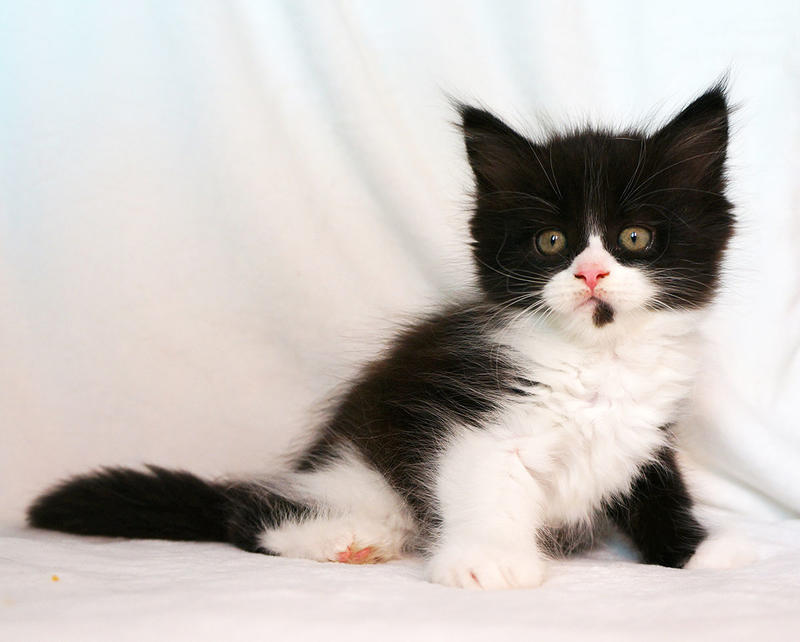 post-3025-0-79133700-1437558743_thumb.jp