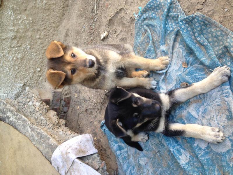 post-53439-0-88758200-1436506338_thumb.j