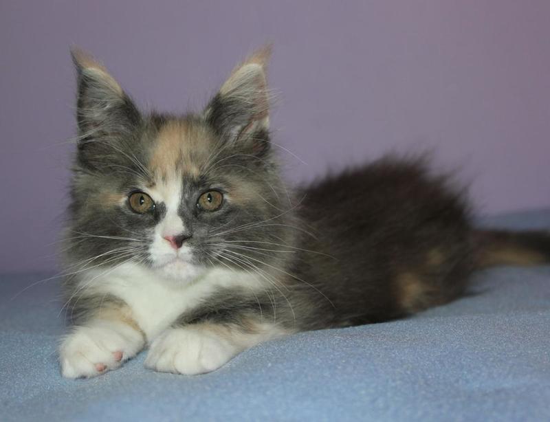 post-54398-0-31576200-1438075732_thumb.j