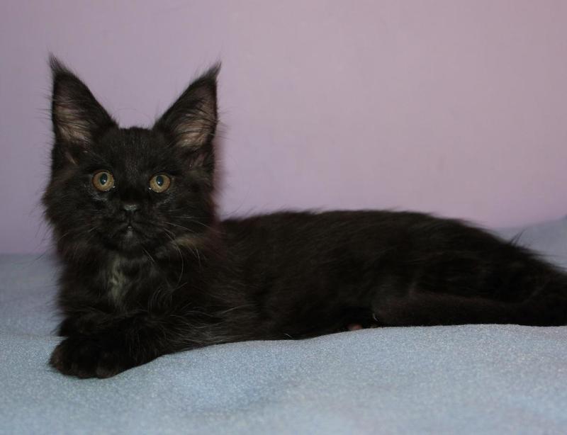 post-54398-0-39957200-1437490077_thumb.j