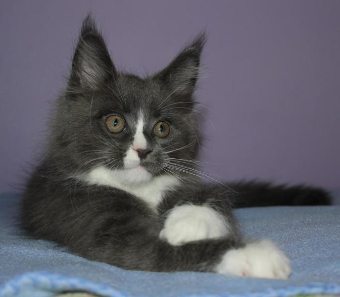 post-54398-0-68131600-1437490121_thumb.j