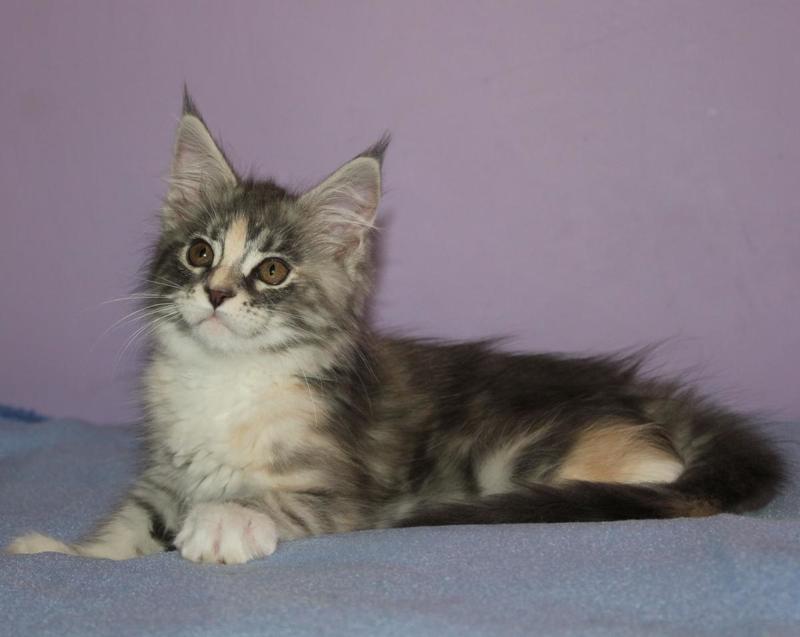 post-54398-0-68716000-1438075702_thumb.j