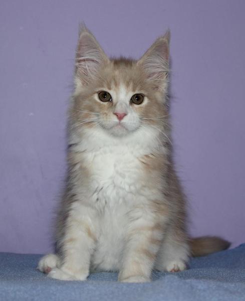 post-54398-0-82313800-1438075838_thumb.j