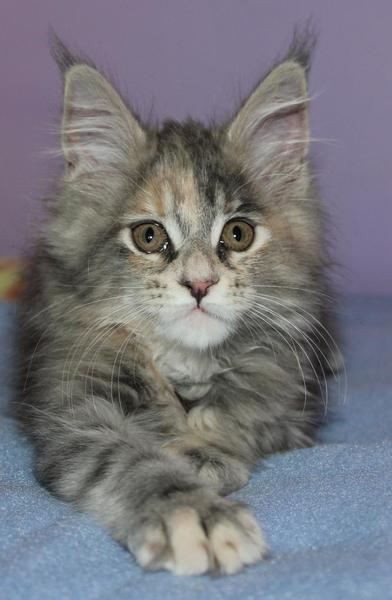 post-54398-0-89600100-1438075680_thumb.j