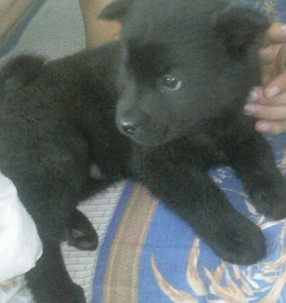 post-66684-0-19948700-1437586444_thumb.j