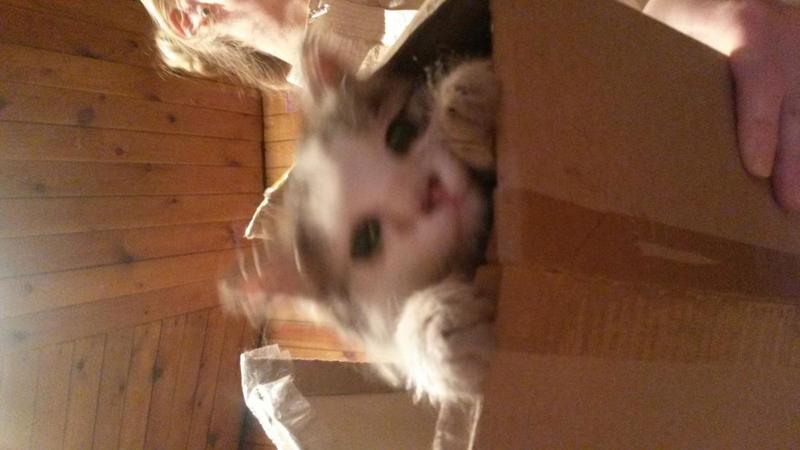 post-8426-0-96902200-1435922681_thumb.jp